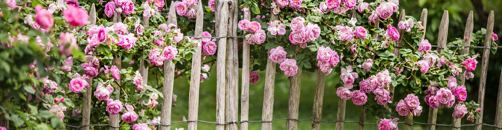 Rosenbeet