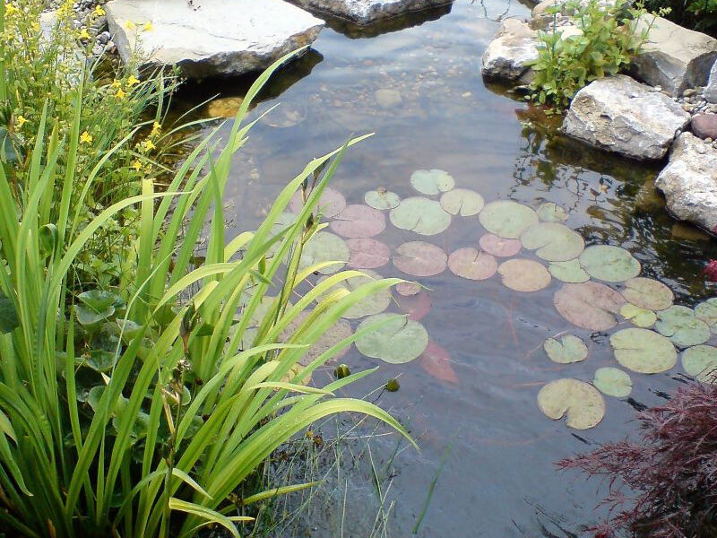 Gartenteich